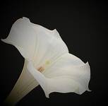 Datura p