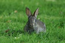 Wild rabbit