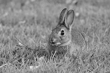 Wild rabbit