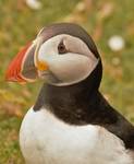 Puffin