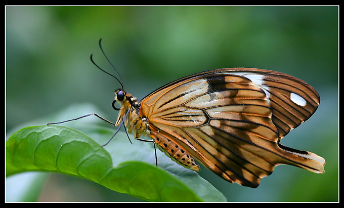 PAPILIO