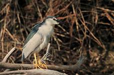 Slepowron - Nycticorax nycticorax