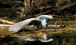 Slepowron - Nycticorax nycticorax