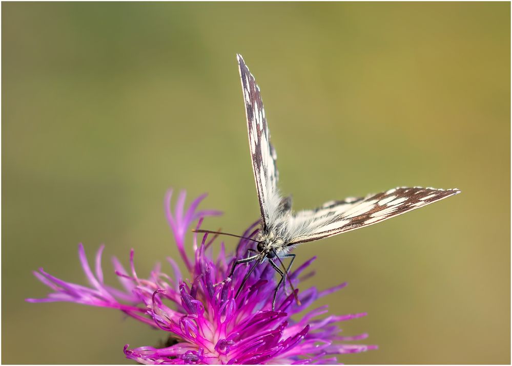 Zbliżenia