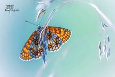 Melitaea athalia - Przeplatka atalia.