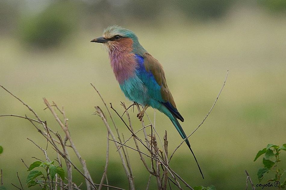 coyota