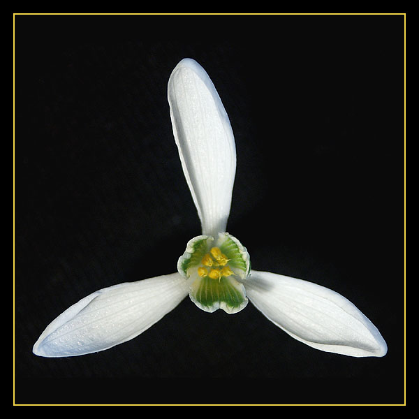 Śnieżyczka, przebiśnieg (Galanthus nivalis)