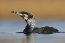 Kormoran