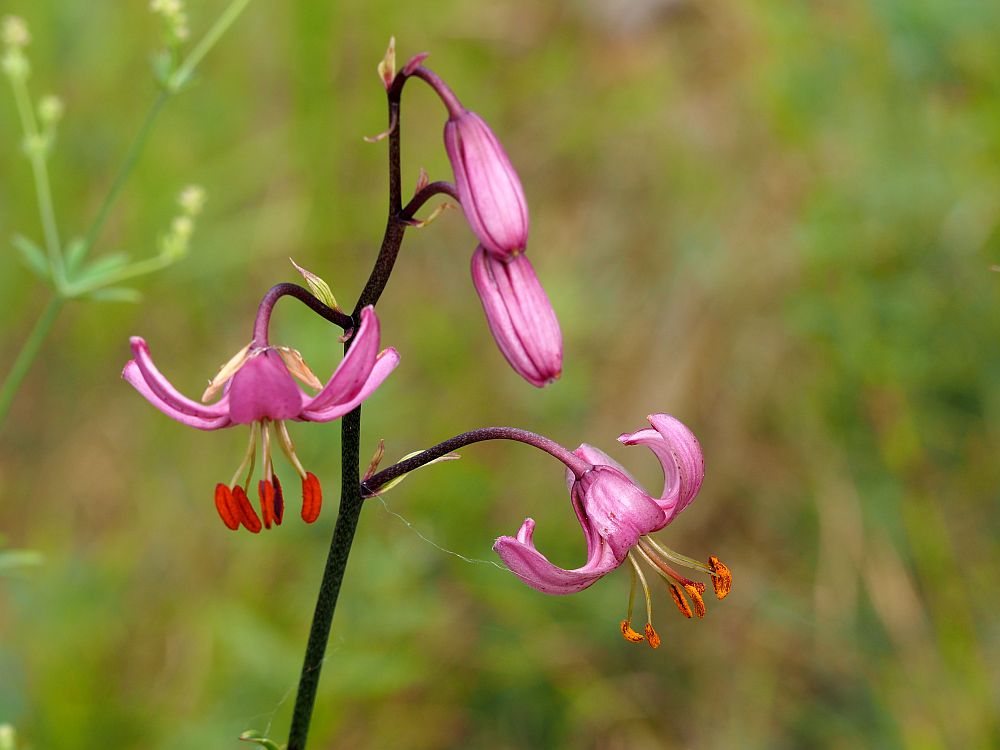 Lilia złotogłów (Lilium martagon L.)