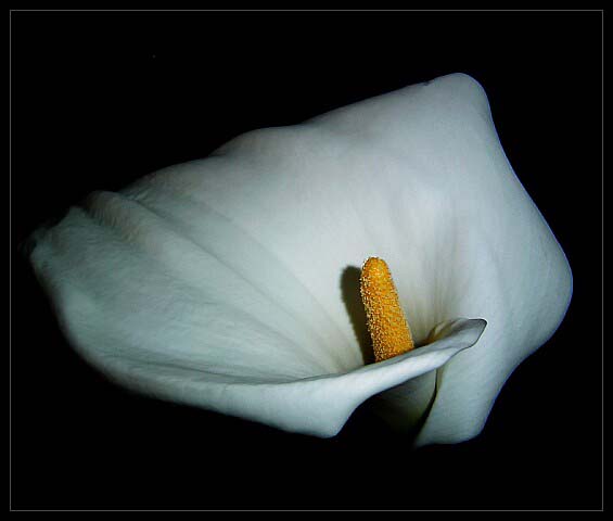  Calla