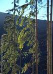 Spruces in Beskid Zywiecki Landscape Park