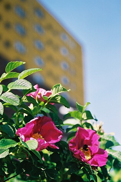 urban flower