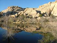 Joshua Tree - California