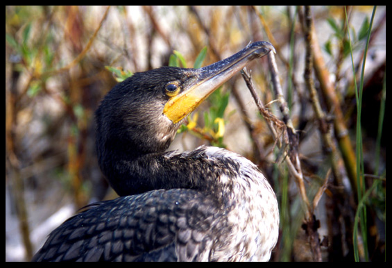 kormoran