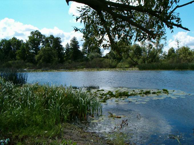 starorzecze - Janów Podlaski