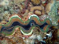 Giant clam 2