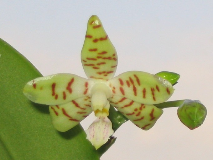 Phalenopsis bastianii