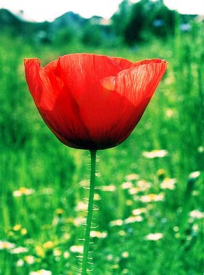 Der Mohn im Stadtlandschaft