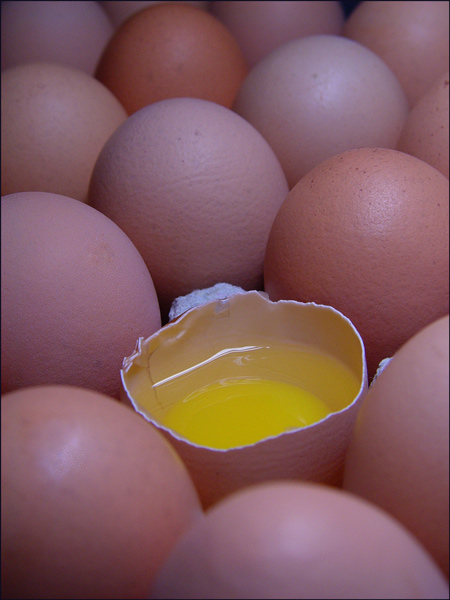 egg