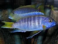 Pseudotropheus Acei