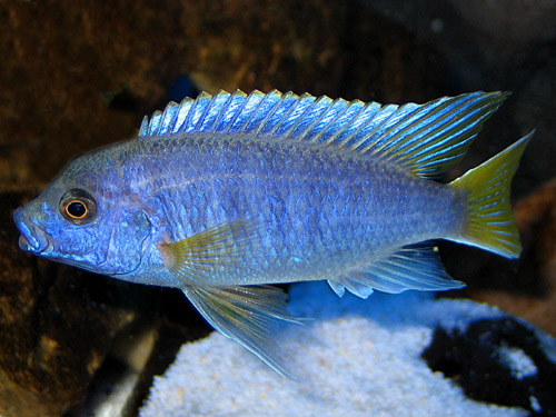 Pseudotropheus Acei cz.II