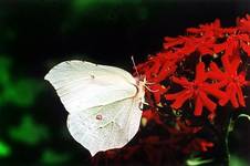 Ein Macroblick auf Nature, Schmetterling.