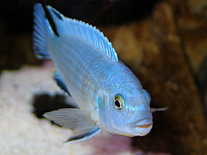 Pseudotropheus socolofi