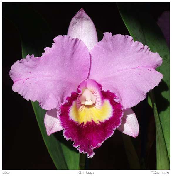 cattleya