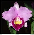 cattleya