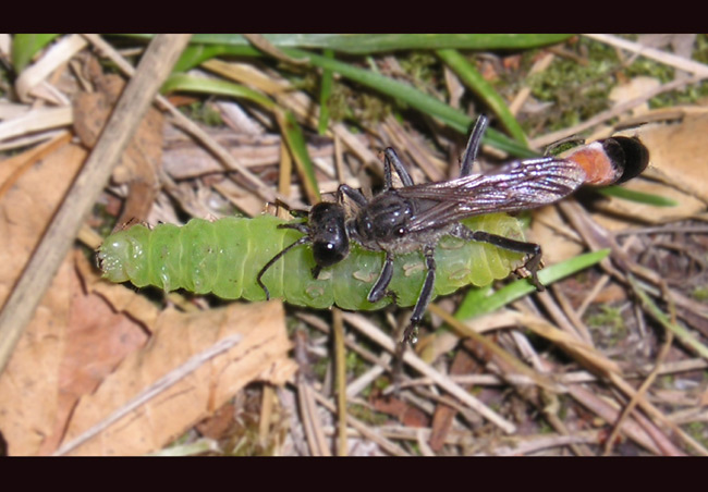 Ammophila sabulosa