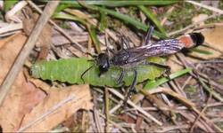 Ammophila sabulosa