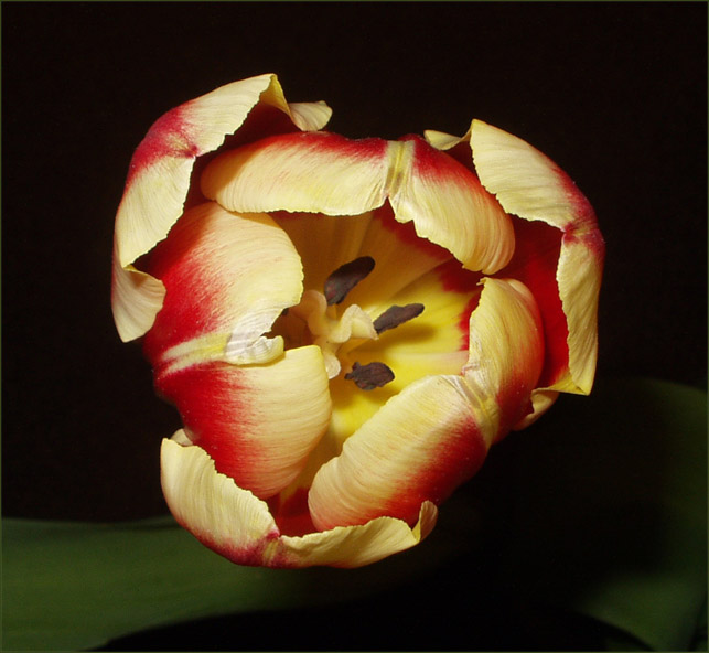 Tulip