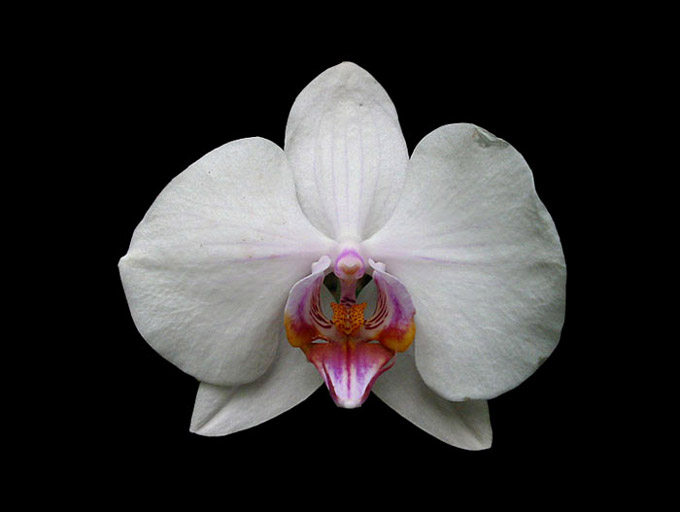 Orchidea