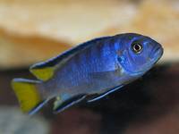 Labidochromis mpanga