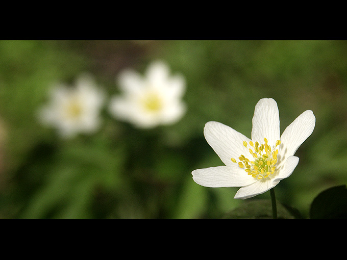 Zawilec, anemon (Anemone)