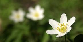 Zawilec, anemon (Anemone)