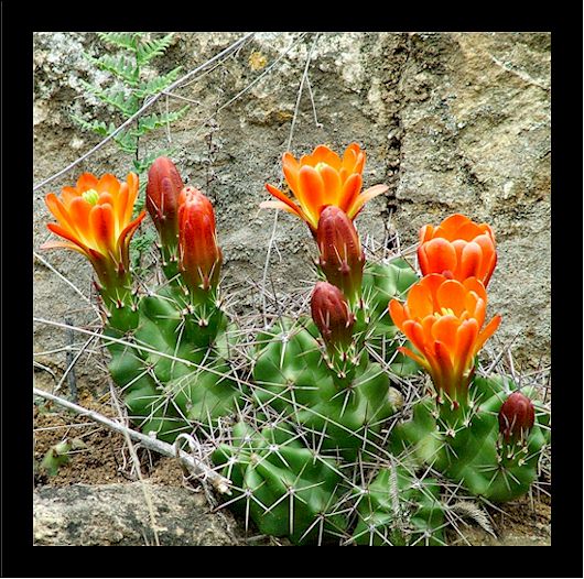 the spring has sprung in Texas