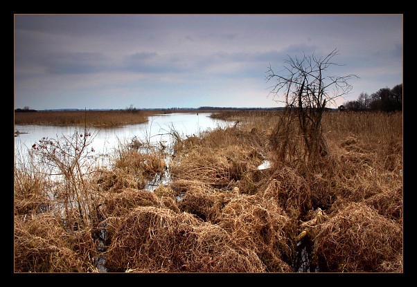 Narew wylała