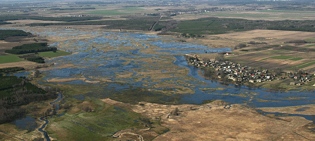 Narew