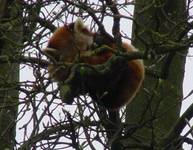 Orange panda, Fota Wildlife Park, Cork, Irlandia