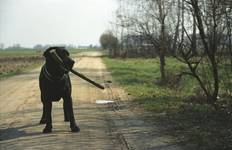 Pies Labrador  Barton