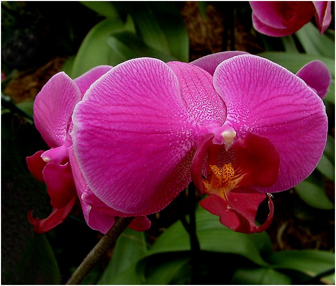 Orchidea