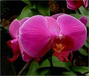 Orchidea