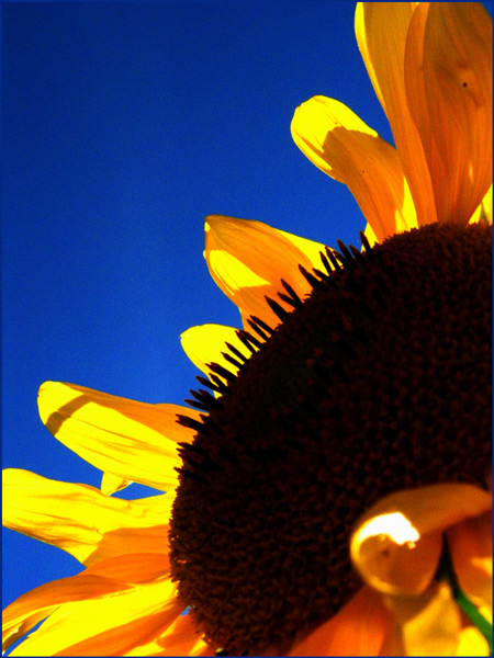 | sun-flower |