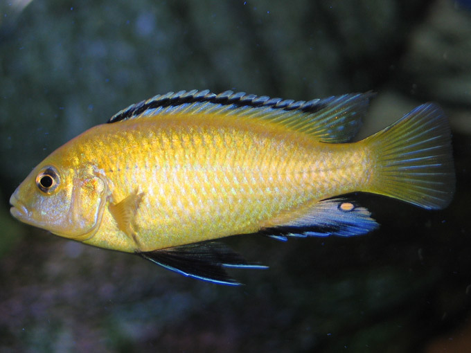 Labidochromis caeruleus