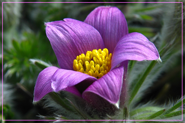 Pulsatilla