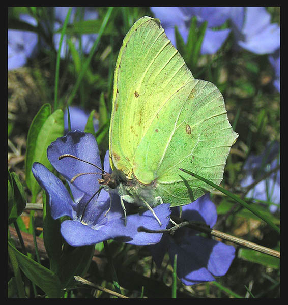 motyl