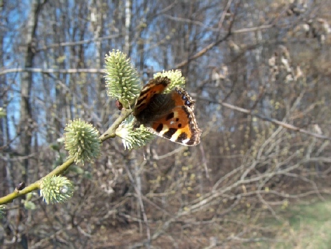 wiosenny motyl