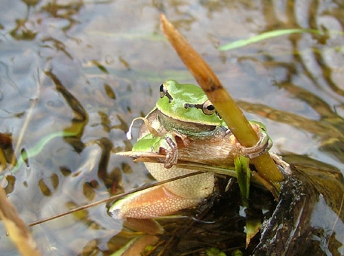 zamyślona