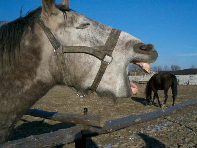 Konik był głodny...